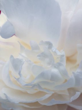 Güzel beyaz şakayık çiçeği parkta yakın çekim 