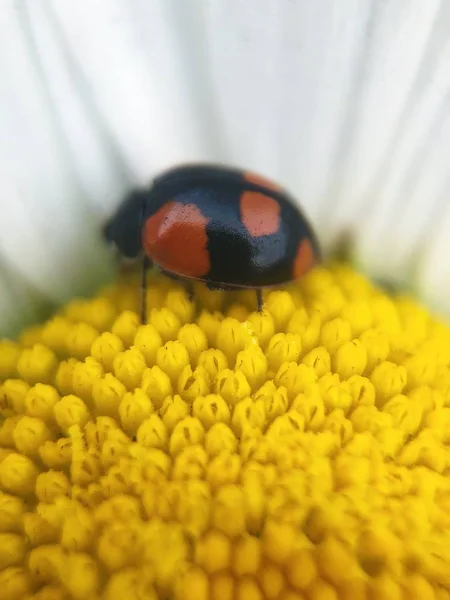 Schöner Marienkäfer Auf Kamille Sommerpark — Stockfoto