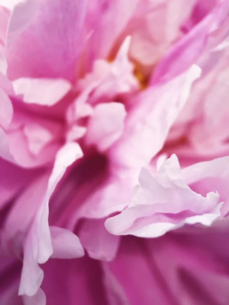 Mooie Roze Pioen Tuin Close — Stockfoto