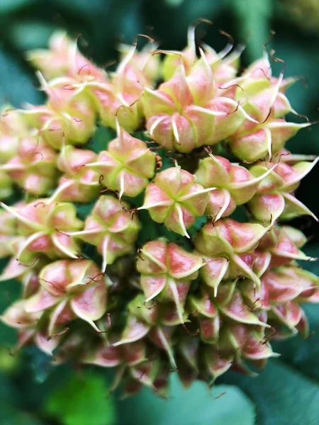 Yeşil güzel çiçek parkta yakın bırakır 