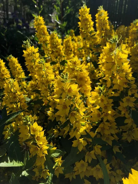 Kabarık Sarı Çiçek Çalılar Çan Bahçede — Stok fotoğraf
