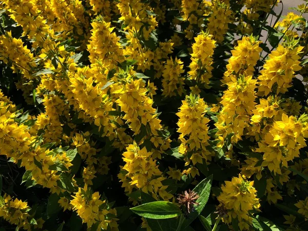 Soffici Cespugli Fiori Gialli Campane Giardino — Foto Stock