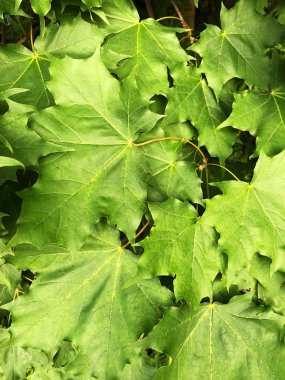 Güzel yeşil ağaç görünümünü yaprakları 