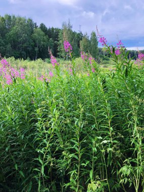 Güzel çiçekler ve çim yaz alanıyla 