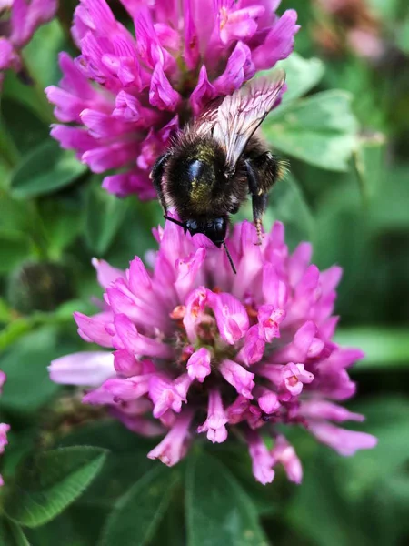 Vackra Rosa Klöver Och Humla Parken — Stockfoto