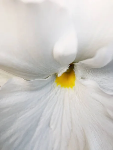 Belles Violettes Blanches Prak Été — Photo