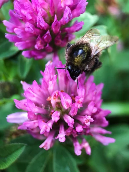 Vackra Rosa Klöver Och Humla Parken — Stockfoto