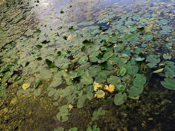 Lago Con Ninfee Anatra Nel Villaggio — Foto Stock