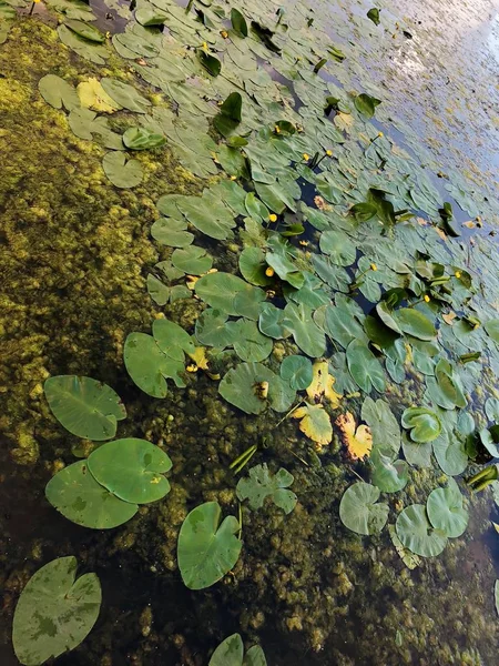 Jezioro Liliami Wodnymi Rzęsy Miejscowości — Zdjęcie stockowe