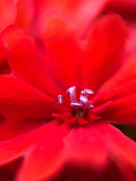 Vacker Röd Blomma Parken Närbild — Stockfoto