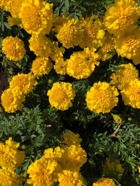 Hermosas Flores Amarillas Vista Del Parque — Foto de Stock