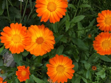 Yaz aylarında güzel turuncu papatya ile flowerbed