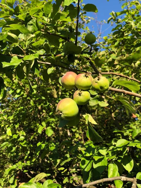 Green summer apples on a tree in the village