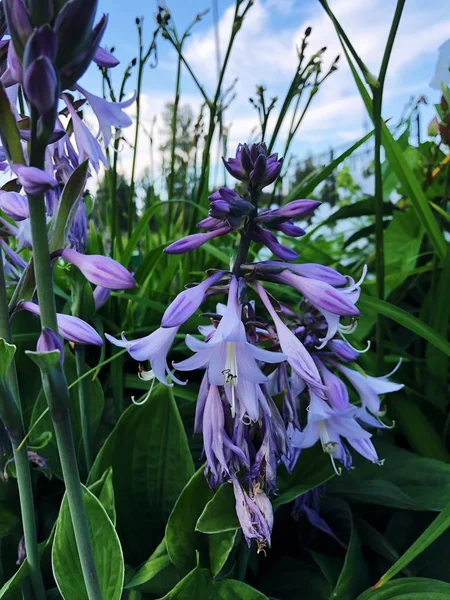 美しい紫色の花が夏の庭の鐘 — ストック写真