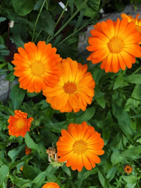 Gyönyörű Narancs Százszorszépek Nyáron Virágágyásba — Stock Fotó