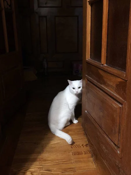 Gato Branco Bonito Com Olhos Verdes Apartamento — Fotografia de Stock