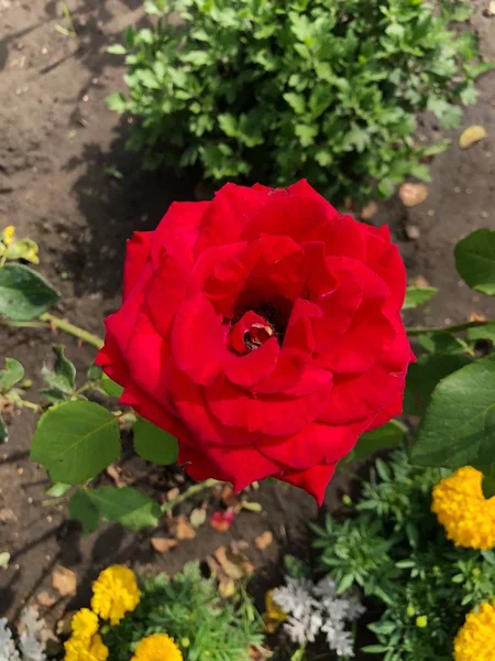 Hermosa Rosa Roja Jardín Cerca — Foto de Stock