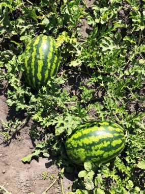 Büyük karpuz içinde the Bahçe Yatak görünüm 