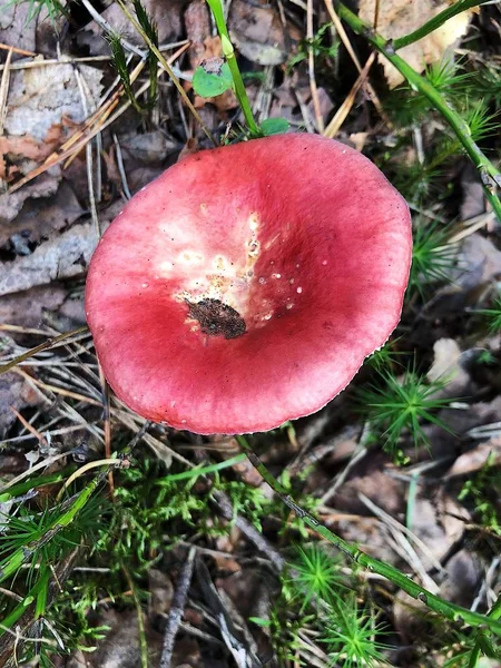 Roze Paddestoel Het Bos Zomer — Stockfoto