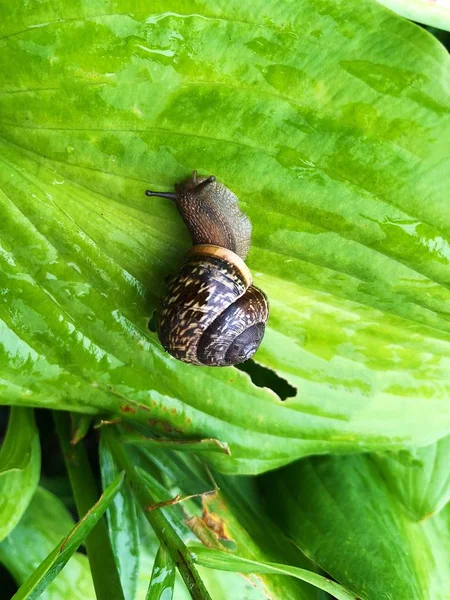 Brown Snail Green Leaf Park — Stock Photo, Image