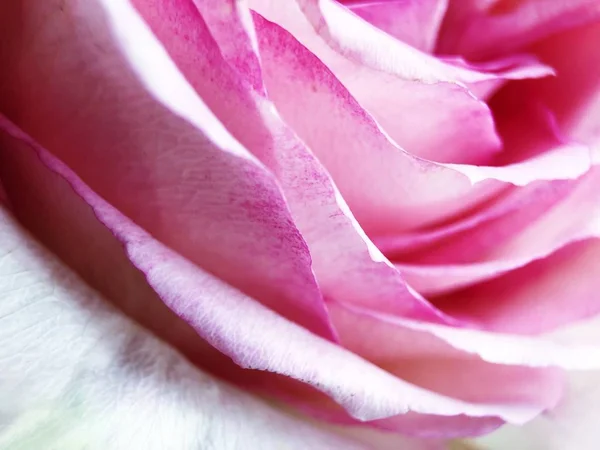Rózsaszirom Zár Megjelöl Kilátás Gyönyörű Rózsaszín — Stock Fotó