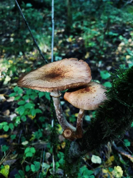 Herbstpilze Auf Einem Baum Wald — Stockfoto