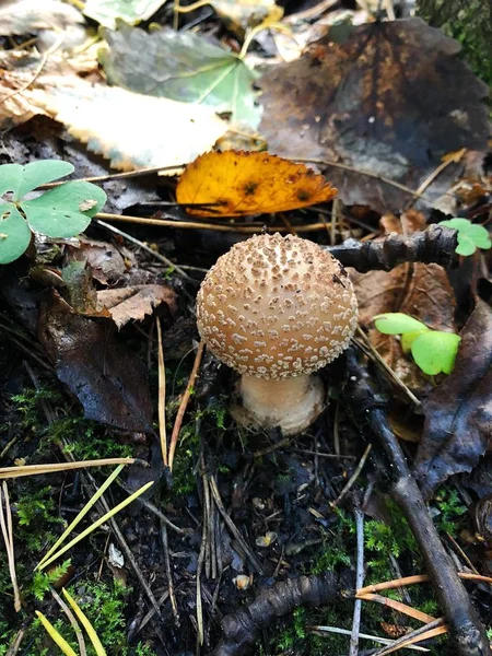 Herfst Paddestoelen Het Bos Herfst — Stockfoto