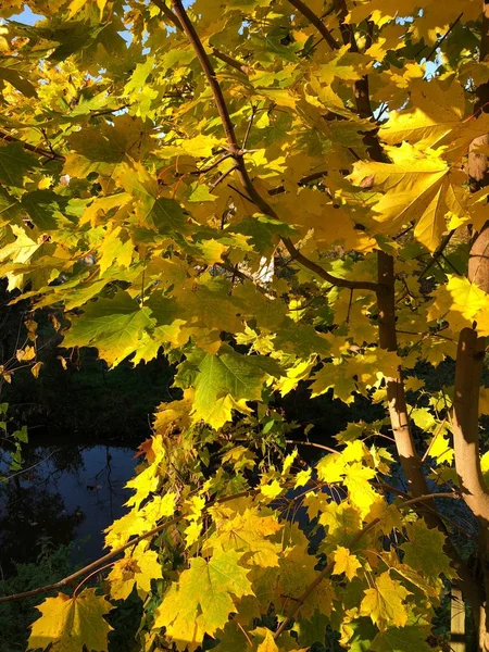 Осенний Пейзаж Виде Деревни — стоковое фото