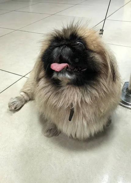 Гарна Собака Пекинська Повідку Ринку — стокове фото
