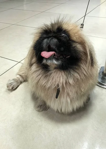 Hermoso Perro Pekinese Con Una Correa Mercado — Foto de Stock