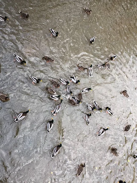 Patos Drakes Nadam Lago Outono — Fotografia de Stock