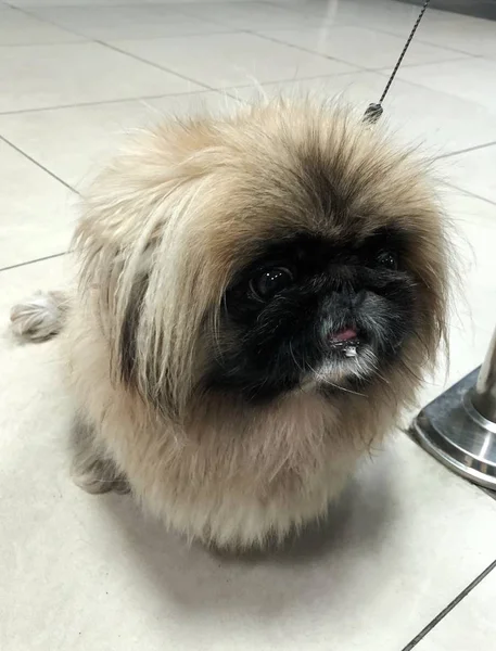 Schöne Hund Pekinese Der Leine Auf Dem Markt — Stockfoto