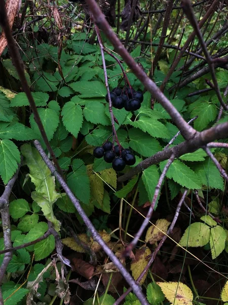 秋の木に青い果実 — ストック写真