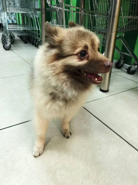 Cão Castanho Engraçado Vista Loja — Fotografia de Stock