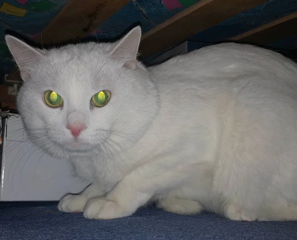 Белая Кошка Зелеными Глазами — стоковое фото