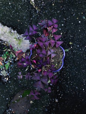 Güzel mor saksılı bitki yere    