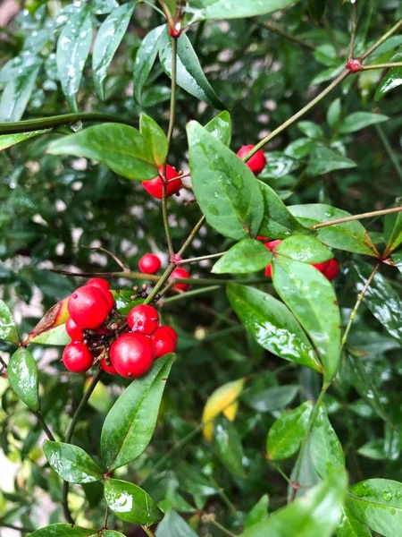 绿灌木上的鲜红色浆果 — 图库照片