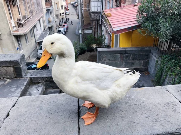 Lustige Weiße Gans Auf Dem Balkon — Stockfoto