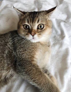 Güzel kahverengi İskoç kedi beyaz yatakta