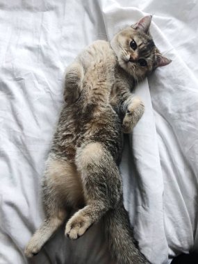 Güzel kahverengi İskoç kedi beyaz yatakta