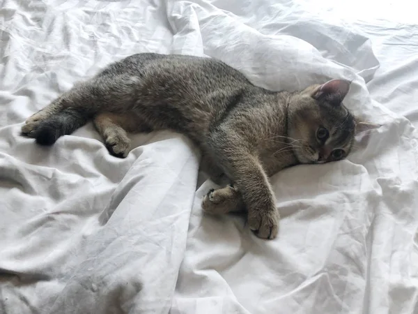 Beautiful Brown Scottish Cat White Bed — Stock Photo, Image