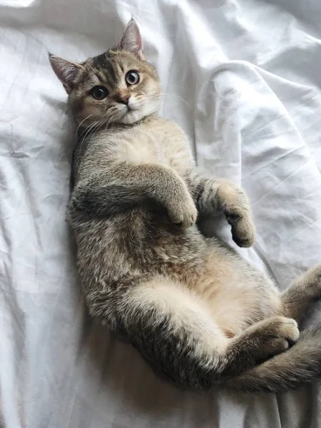 白いベッドの上美しい茶色のスコティッシュの猫 — ストック写真