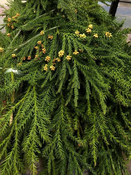 Pine Met Kegels Voor New Year View — Stockfoto