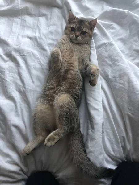 침대에 스코틀랜드 고양이 — 스톡 사진