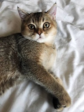 Güzel kahverengi İskoç kedi beyaz yatakta