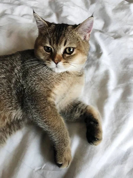 Güzel kahverengi İskoç kedi beyaz yatakta