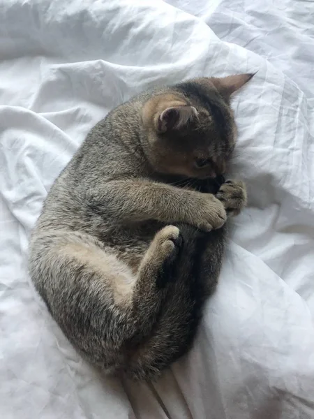 침대에 스코틀랜드 고양이 — 스톡 사진