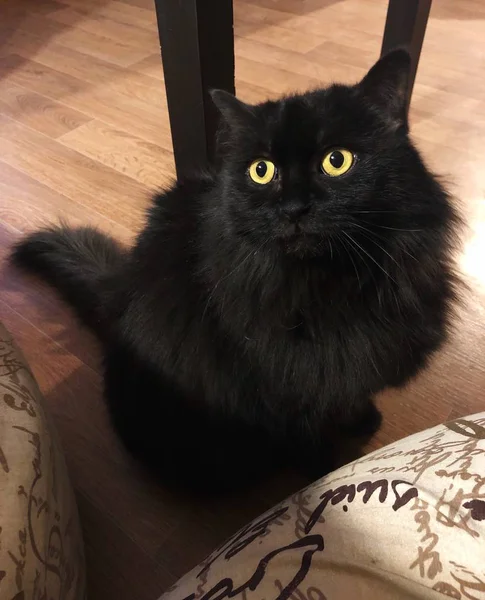 Funny Black Cat Floor View — Stock Photo, Image