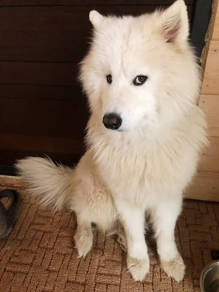 Большая Белая Собака Самоед Полу — стоковое фото