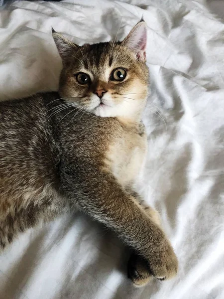 Beautiful Brown Scottish Cat White Bed — Stock Photo, Image